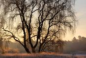 loonse en drunense duinen 12-2016 3410